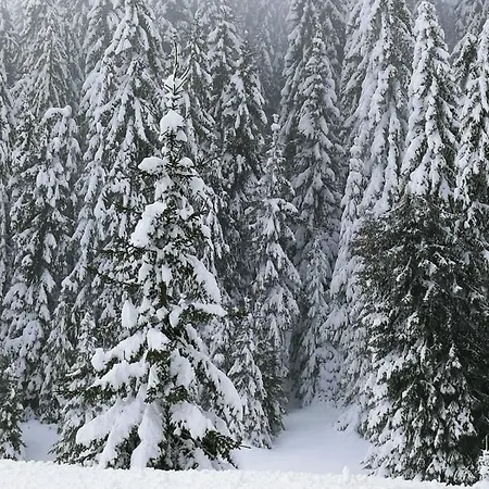 Хотел елица 2*